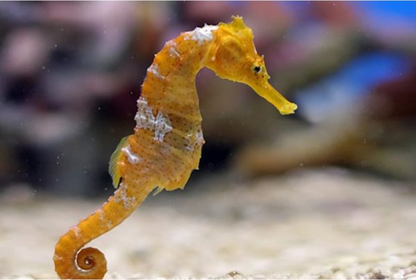 seahorse-2-2297-xl-600x404