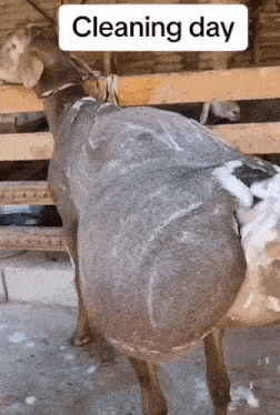 goat-bum-wash-bum